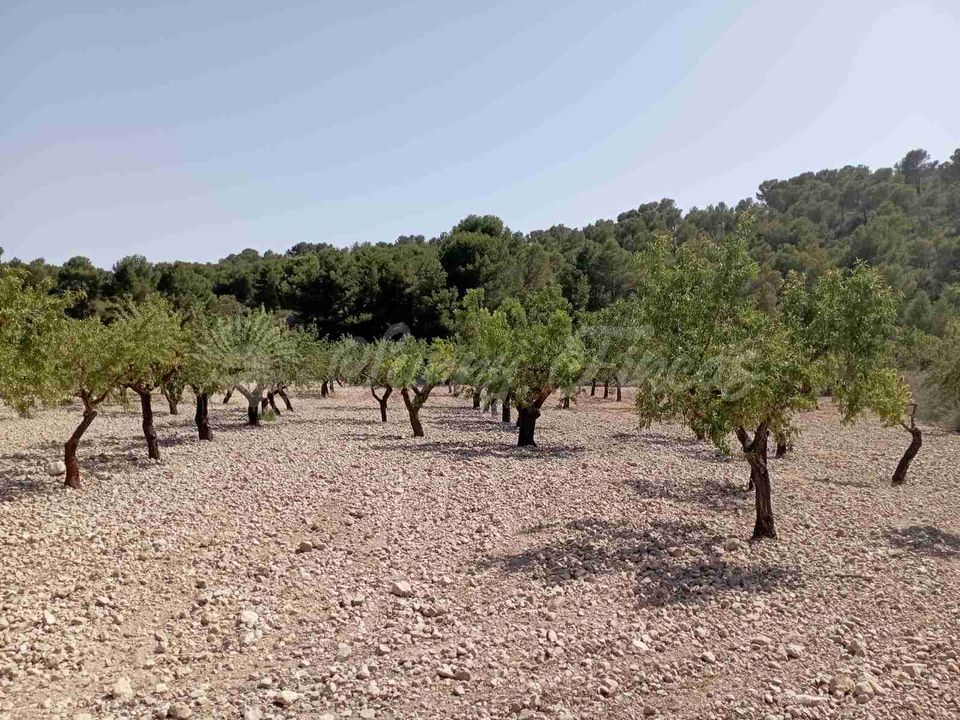 Helårsgrund i Raspay, Murcia - foto 4